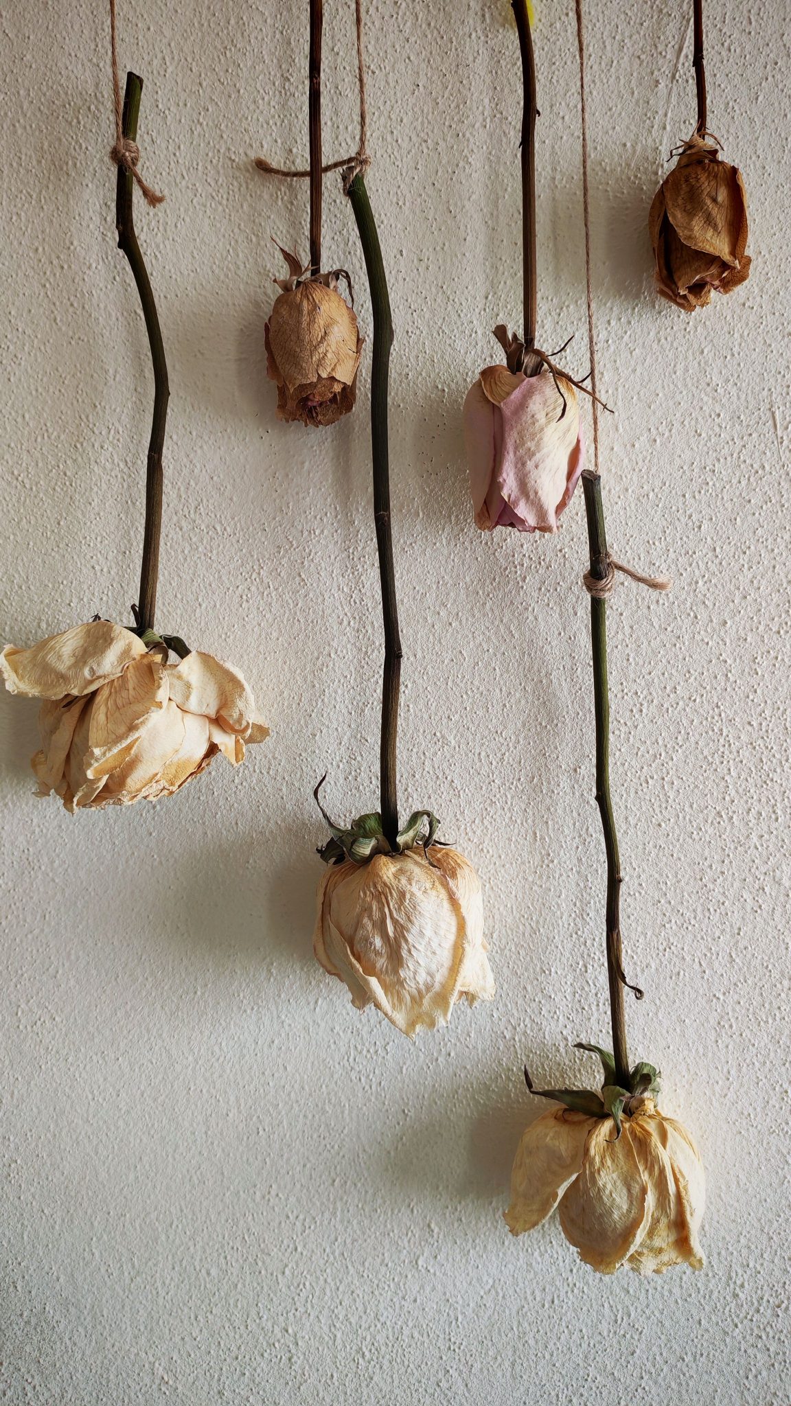 Display Bunches of Dried Flowers