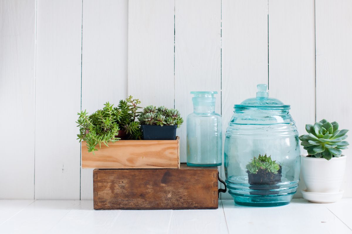 Low-Slung Succulent Vignettes