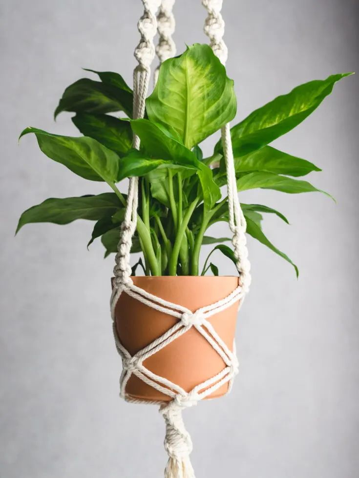 Elevate Your Space with Handcrafted Macrame Plant Hangers