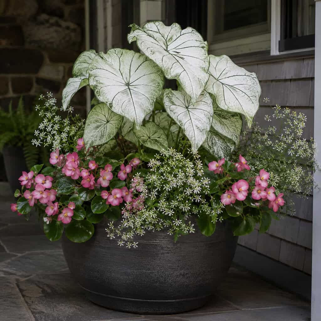 Soft Shade Glow: White Caladium, Rose Begonia, and Diamond Frost