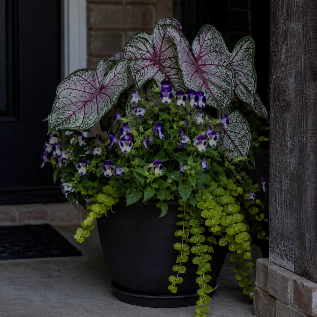 Deep-Shade Texture with Caladium, Torenia, and Creeping Jenny