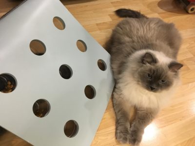 IKEA Jules Chair Hack: Portable Cat Foraging Feeder