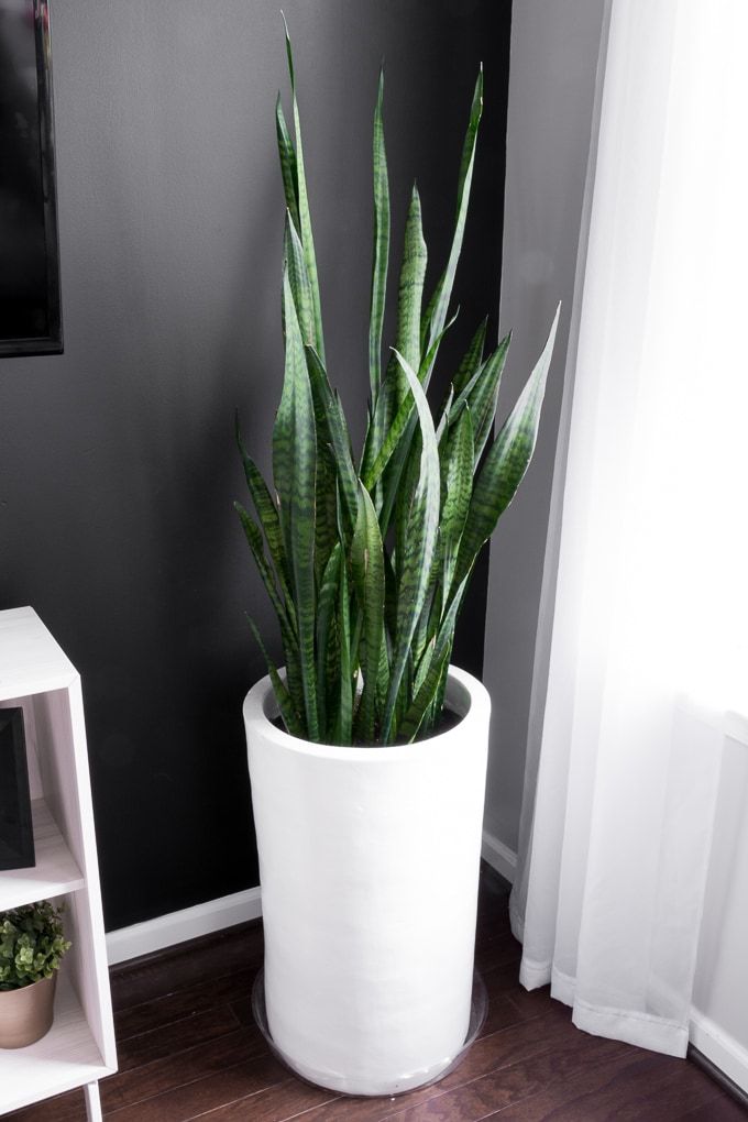 Elevate Your Space with a Chic Snake Plant Display