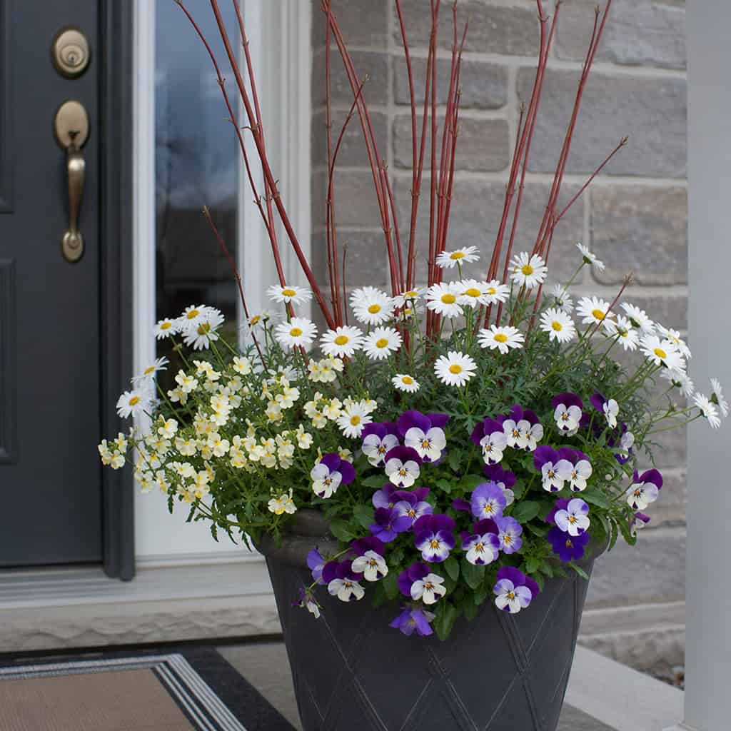 A Cheerful March Planter: Marguerite Daisy, Nemesia, and Pansy