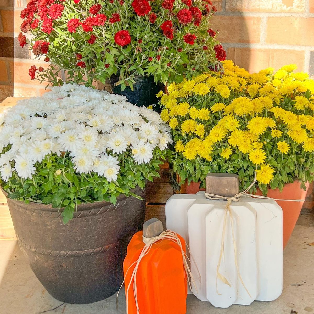 Vibrant Blooms Meet Sleek Pumpkins
