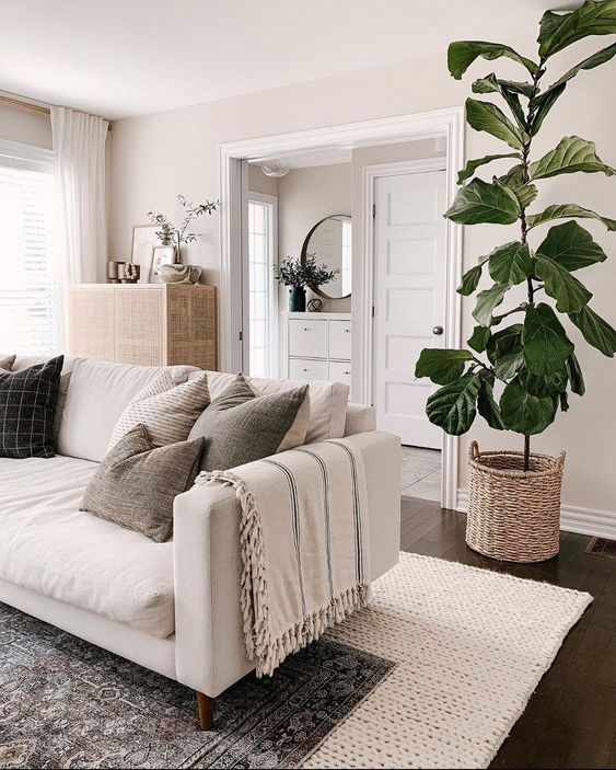 Use One Substantial Plant to Soften the Room